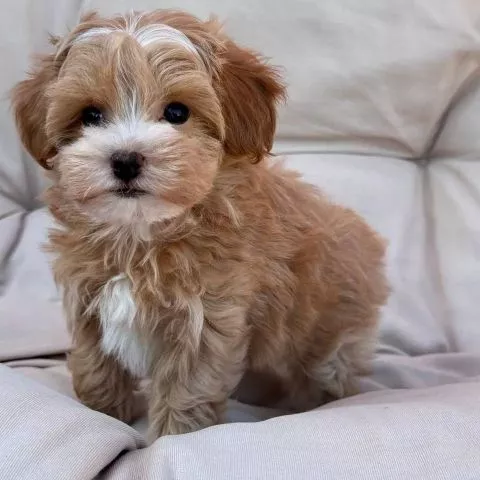 Prekrasni mini maltipoo štenci - 0