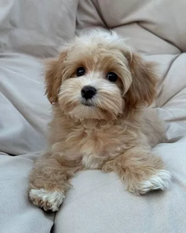 Prekrasni mini maltipoo štenci - 3