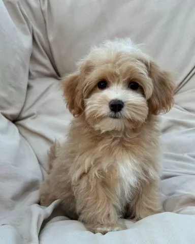 Prekrasni mini maltipoo štenci - 2