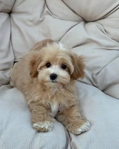 Prekrasni mini maltipoo štenci - 1