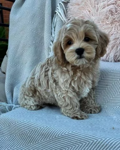 Prekrasni mini maltipoo štenci - 4