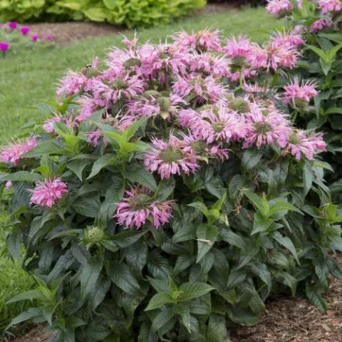 Monarda Pink - cvetajuća trajnica - 0