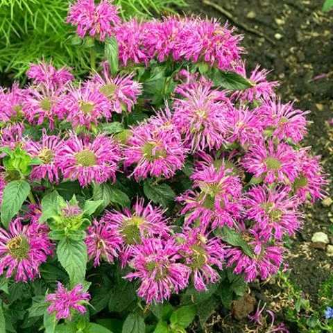 Monarda Lila - cvetajuća trajnica - 0