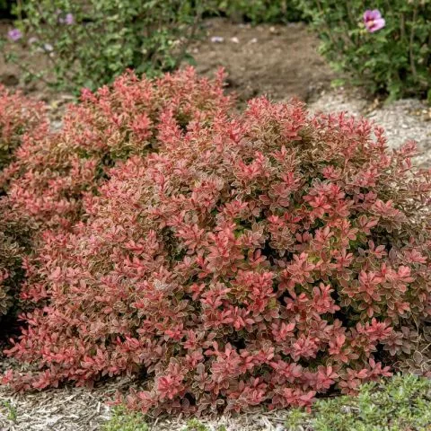 Berberis Divota - 0