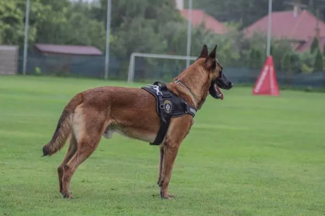 Malinoa štenci Odgajivačnica Kennel of Dovatov  - 2