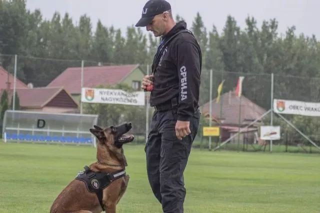 Malinoa štenci Odgajivačnica Kennel of Dovatov  - 1