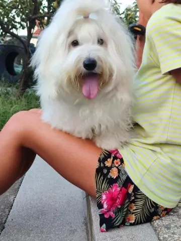 Coton de Tulear - 2