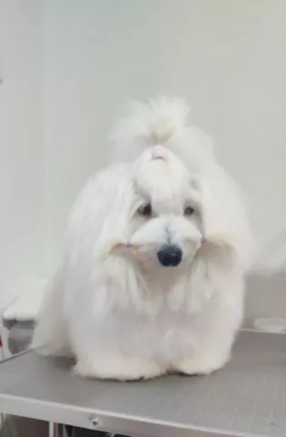 Coton de Tulear - 3