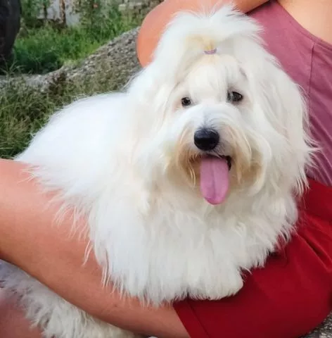 Coton de Tulear - 0