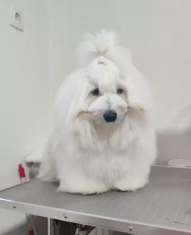 Coton de Tulear - 1